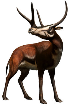 Kyptoceras from the Miocene 3D illustration