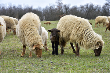sheeps and lambs