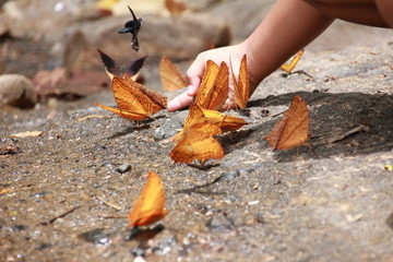 Butterfly