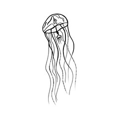 Vector painting jellyfish. Medusa Illustration isolated on white background, element tattoo design, cartoon, doodle..