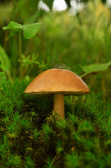 Fototapeta na wymiar Brown cap boletus mushroom growing in the forest in moss. Tubular edible mushroom in moss.