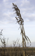 dry wheat plant