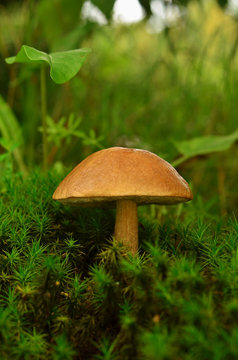 Brown cap boletus mushroom growing in the forest in moss. Tubular edible mushroom in moss.