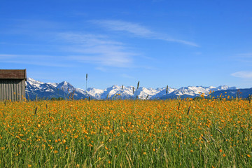 Frühling im Allgäu - Gelbe Felder vor den Oberstdorfer Bergen