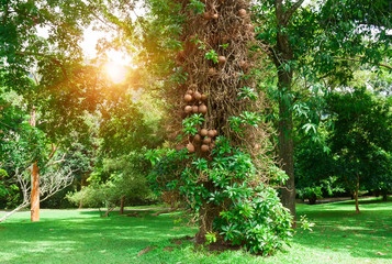 Obraz premium Summer park with old trees and walking paths in the morning sun.