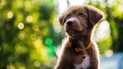puppy with sunset bokeh background
