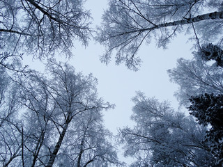 winter landscape forest in snow frost