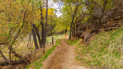 The narrow trail through the beautiful forest. Zion National Park, Utah, USA
