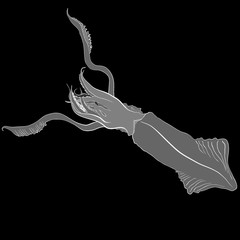 Squid, calamary isolated on dark background.