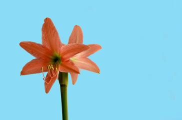 Amaryllis