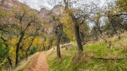 The narrow trail through the beautiful forest. Zion National Park, Utah, USA