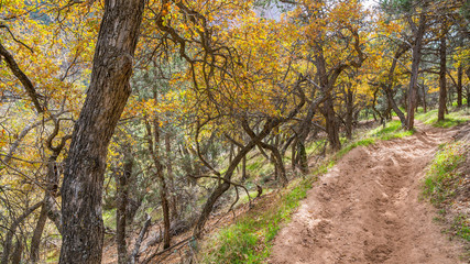 Fototapeta premium The narrow trail through the beautiful forest. Zion National Park, Utah, USA