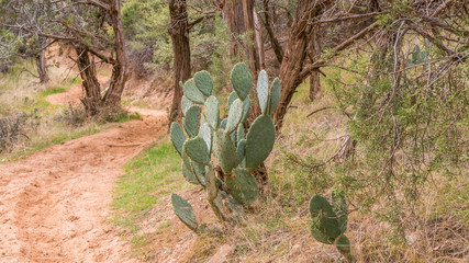 Green cactus growing among dry grass. Zion National Park, Utah, USA