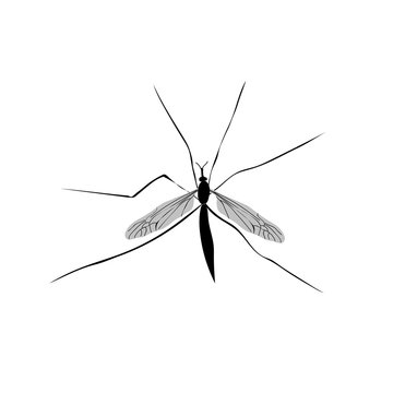 Mosquito insect silhouette vector image