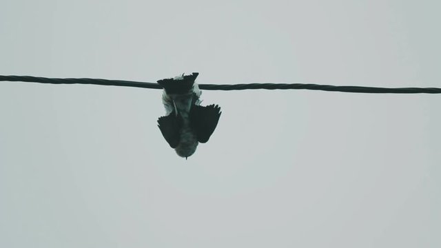 bird dead strangled by the trap