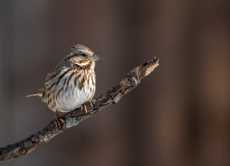 Songbird perched on branch