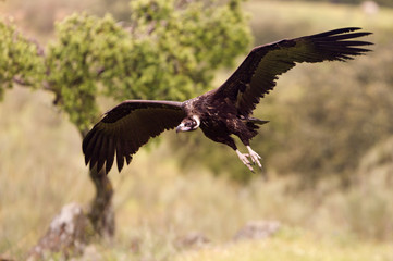 Black vulture flying. Aegypius monachus
