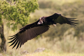 Black vulture flying. Aegypius monachus