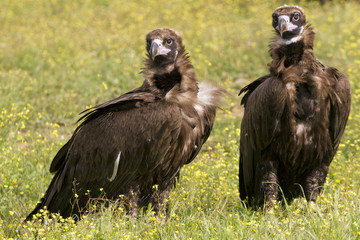 Male and female of Black vulture in mating season. Aegypius monachus