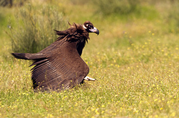 Black vulture. Aegypius monachus