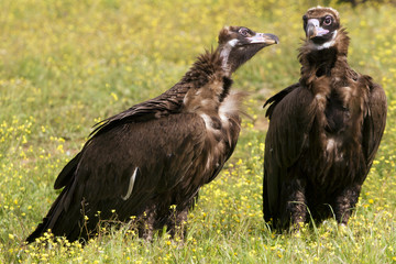 Male and female of Black vulture in mating season. Aegypius monachus