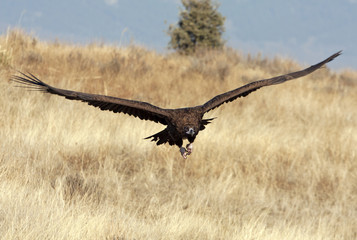 Black vulture flying. Aegypius monachus