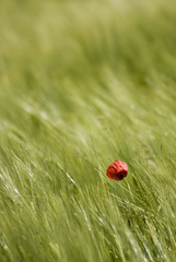 Coquelicot seul au milieu d'un champ de blé encore vert