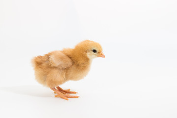Chicken, Rhode Island Red Chick