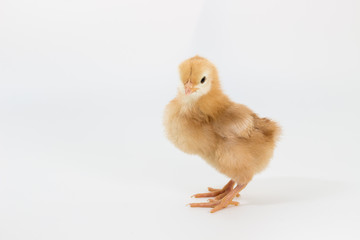 Chicken, Rhode Island Red Chick