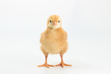 Obraz premium Chicken, Rhode Island Red Chick