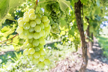 Wine grapes on the vine.