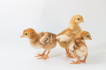 Group of Chick, Rhode Island Red Chicken