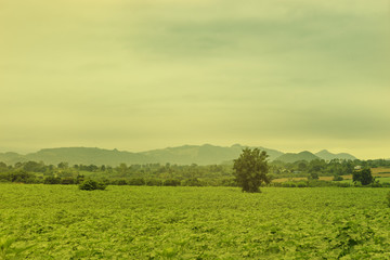 Obraz premium abstract sunflower tree farm on vintage sun light filter - can use to display or montage on product