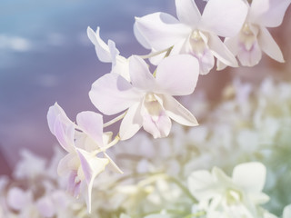 Beautiful orchid, pastel style