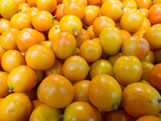 Oval Kumquat image