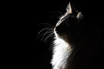 outline silhouette portrait of beautiful fluffy cat on a black background