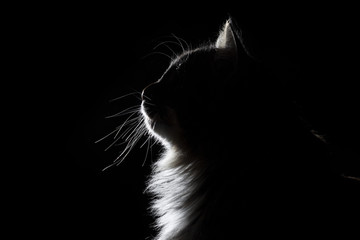 outline silhouette portrait of beautiful fluffy cat on a black background