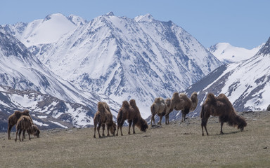 Herd of Bactrian