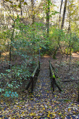 Ponte in mezzo al bosco