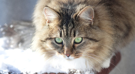 Fototapeta premium winter portrait of a cat