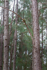 Details of the tree trunks in a pine forest, San Gregorio de Polanco, Tacuarembo, Uruguay