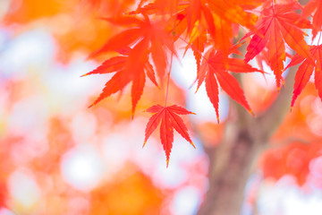 日本の紅葉。秋の風景。