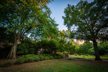Fototapeta na wymiar Trees at Fourth Ward Park, in Charlotte, North Carolina.