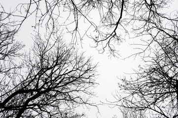 Abstract bare tree branches