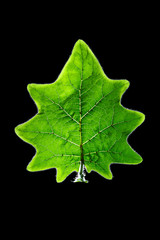 green leaf isolated on black background.