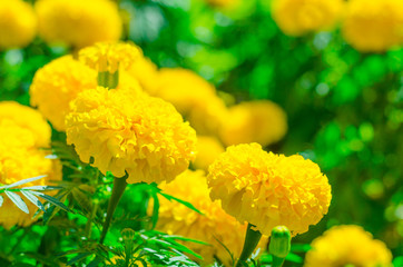 Yellow flowers in the garden,Beautiful Marigold yellow flowers