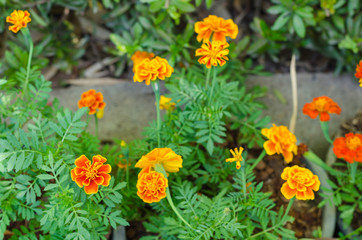French marigolds flower in the garden
