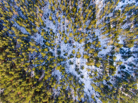 Aerial photo of winter forest