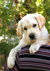 the little cute labrador puppy on a shoulder portrait