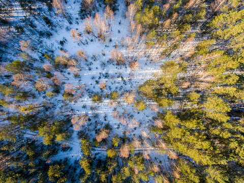 Forest in winter, aerial photo